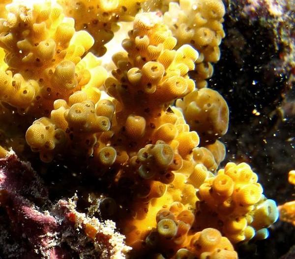 Corail?
