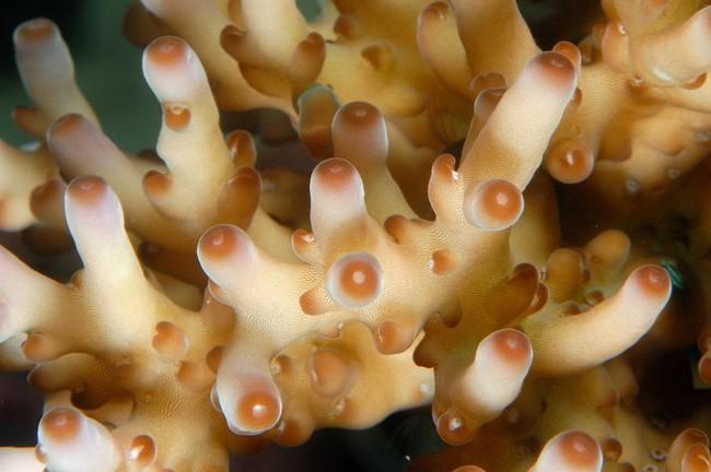 Voici une photo de Bali assez ressemblante. J'avais conclu à un <em>Acropora</em>, mais sans me hasarder à avancer un nom d'espèce.