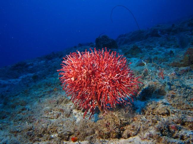 Corail ?