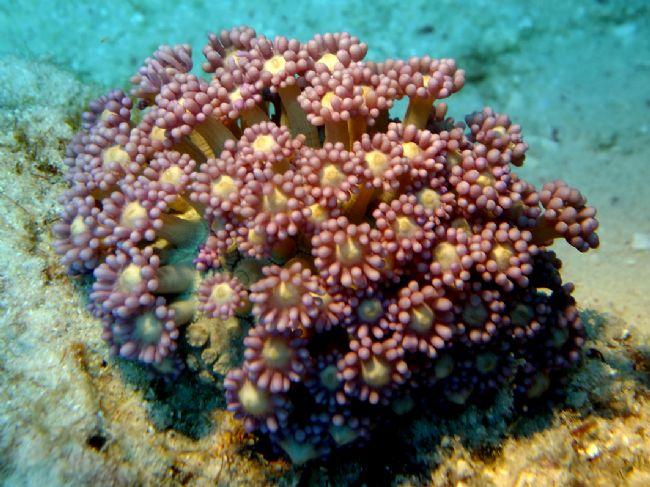 Corail ?