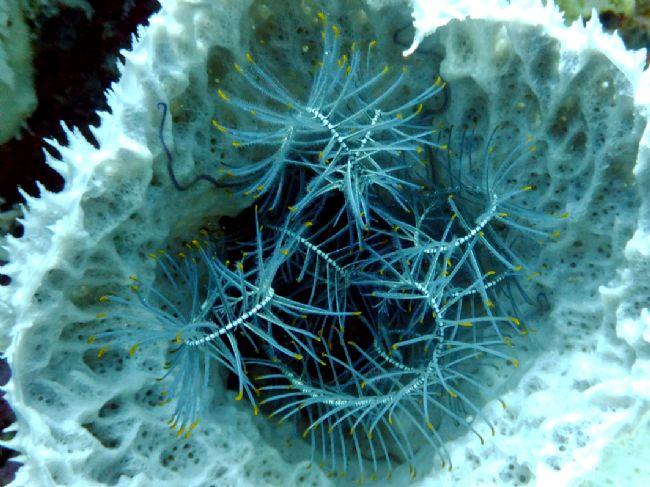 corail ?
