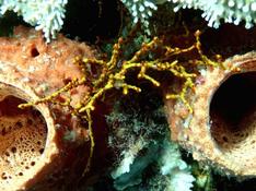 corail ? 