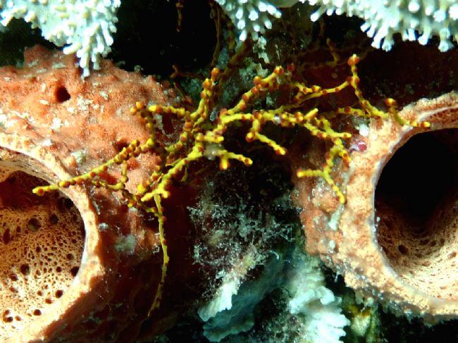 corail ? 