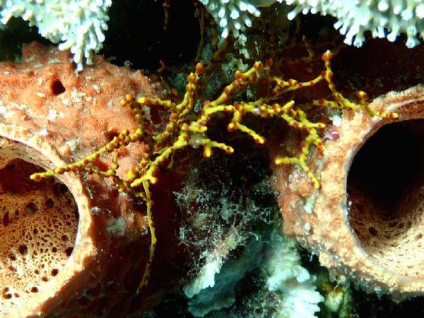 corail ? 