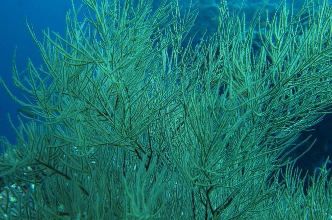 Bonsoir, ces images correspondent bien à du corail noir?  Ils avaient un aspect des vrais "arbustes" assez grands. Merci d'avance. A.Cagnon
