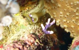 Corail