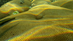 Coral Jamaique