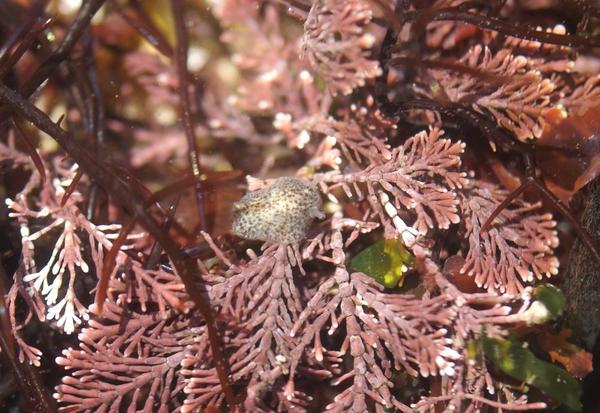 Corambe testudinaria de Loire Atlantique