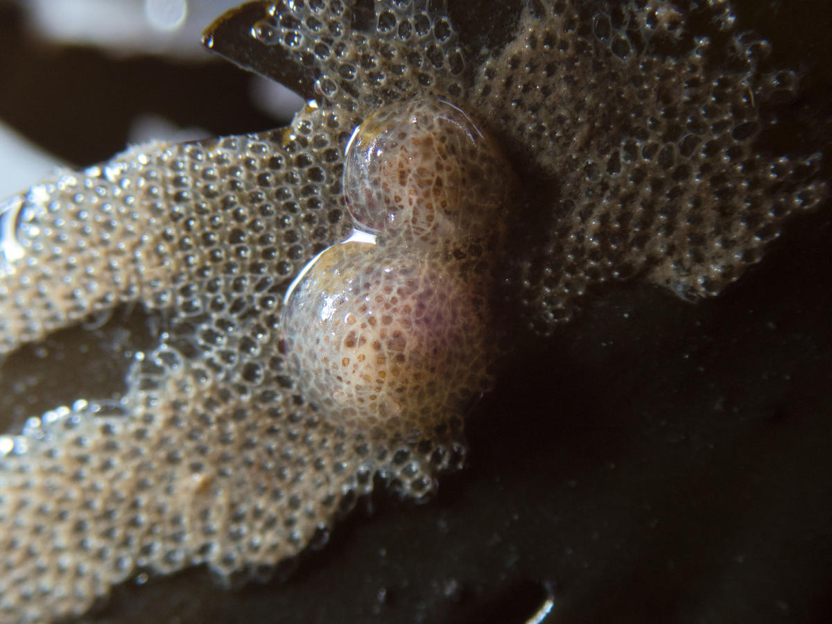 Corambe testudinaria, Loire-Atlantique