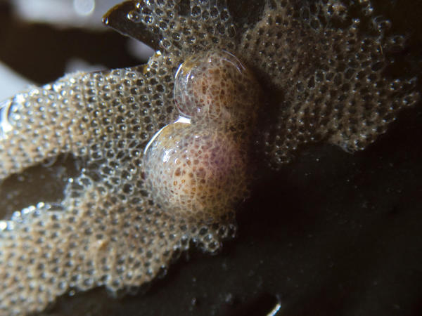 Corambe testudinaria, Loire-Atlantique