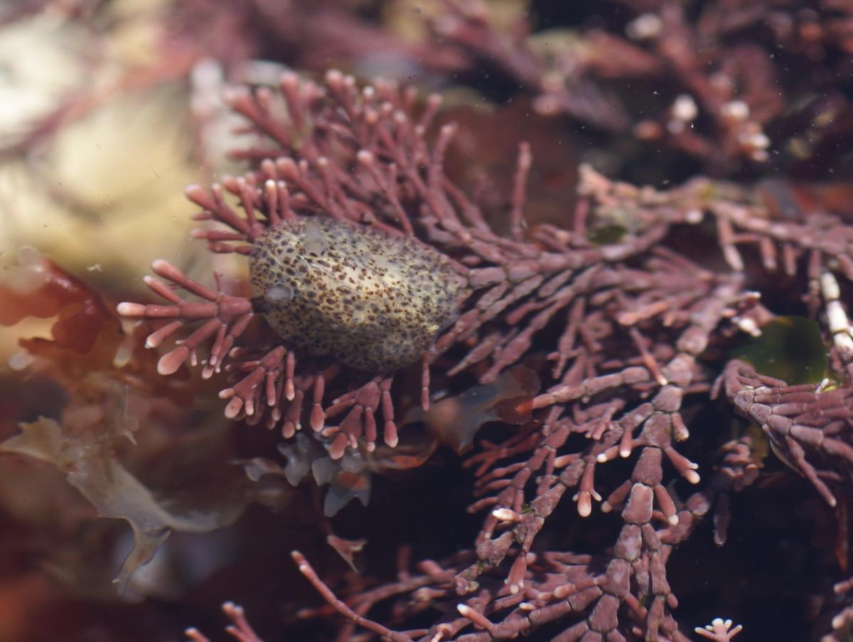 <p>Voici la première photo  de <em>Corambe testidunaria </em>trouvée au Croisic. On y distingue les rhinophores. Nous avons aussi trouvé un spécime...