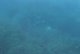 Corb? (sciaena umbra)