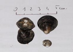 Corbicula ?
