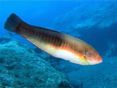 Coris atlantica ?