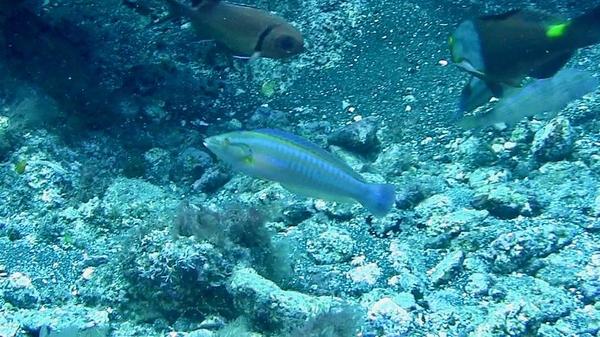Coris atlantica ?