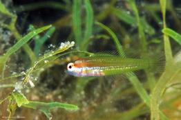Coris julis juvenile