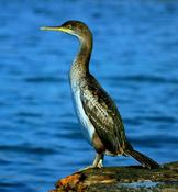 Cormoran Corse
