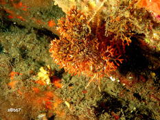 corne de cerf ou faux corail ?