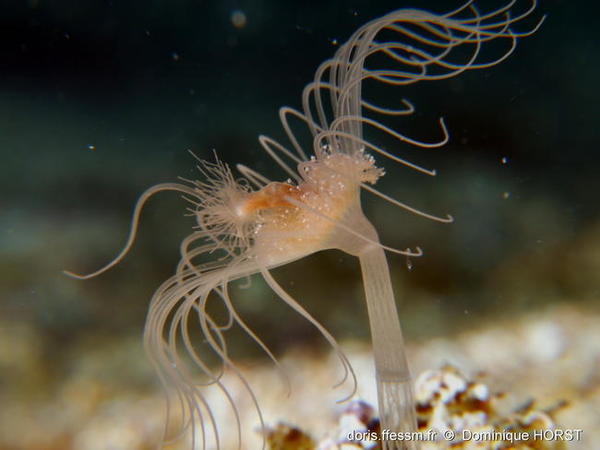 Corymorpha rutans ?