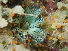 Corynactis caribbeorum à Mayotte ? 