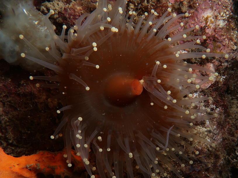 <p>bonjour ,</p><p> Ce corallimorphaire pris à Nosy Be  ressemble également pas mal à  Corynactis caribbeorum. Votre avis ?<br></p>