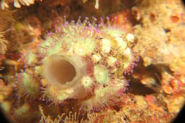 Corynactis épibiontes ?