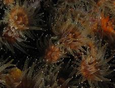 Corynactis mediterrannéen ?