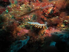 coryphella lineata?
