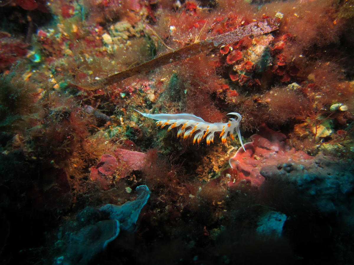 coryphella lineata?