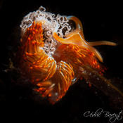 Coryphella verrucosa ou Dondice banyulensis ?