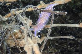 Coryphelle mauve?