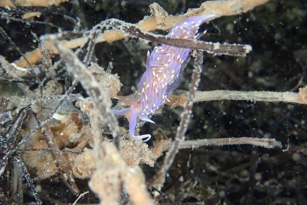 Coryphelle mauve?