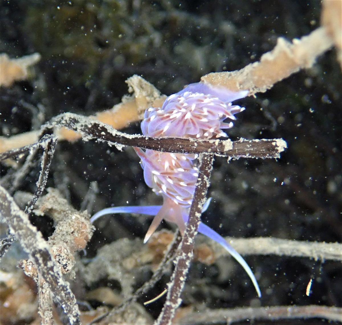 <p>bonsoir, j'ai l'impression que les rhinophores sont peu annelés comme décrit pour les 2 facelines, c'est pourquoi j'étais restée (sans convictio...