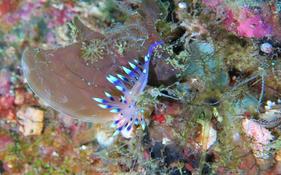 Coryphellina exoptata? sinon?