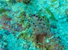 Coryphellina sp. 03?