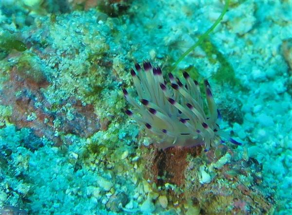 Coryphellina sp. 03?