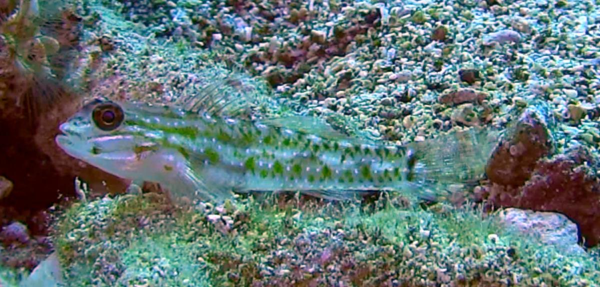 Coryphopterus glaucofraenum ?