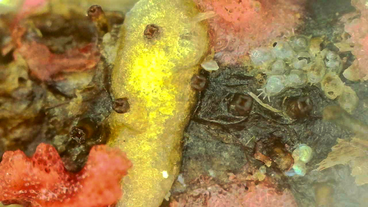 Couenne de mer de Méditerranée (Pseudodiforma crucigaster) ?