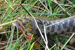 Couleuvre  avalant une grenouille