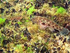 Couple de gobies 