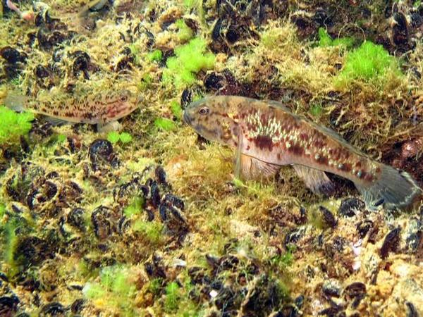 Couple de gobies 