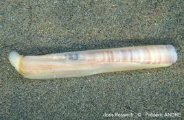 Couteau de Camargue, Ensis minor ?