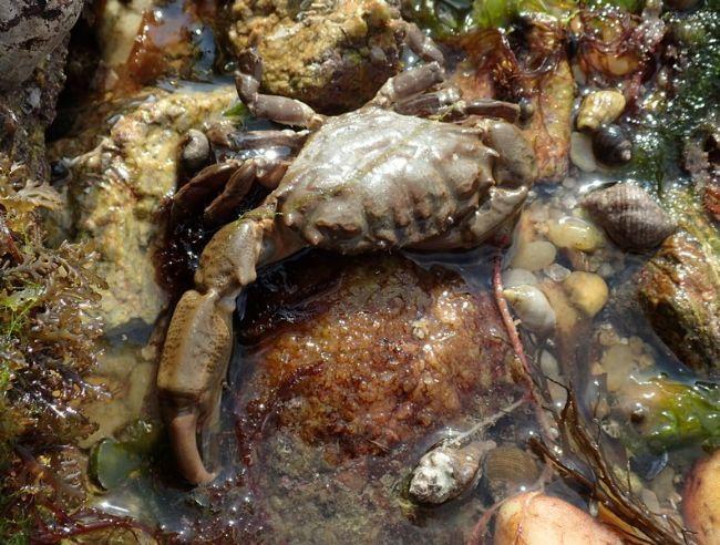 Crabe à bosses