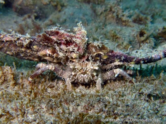 Crabe à chapeau