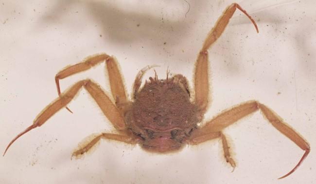 Je ne suis pas très "chaud" pour un <em>Medorippe lanata</em>, <em>alias</em> crabe à face humaine, crabe laineux, dorippe, ou portefaix (photo ci-...