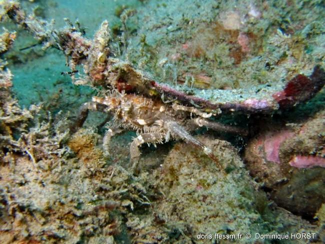 sous un angle légèrement différent... Pas sûr que ça puisse vraiment aider.<br />Merci en tout cas pour le crabe porteur.<br />Si je le revoie j'es...