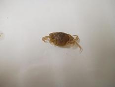 Crabe à déterminer