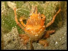 Crabe à deux antennes (Naxioides taurus) ?