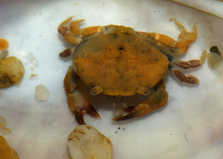 Crabe à identifier 