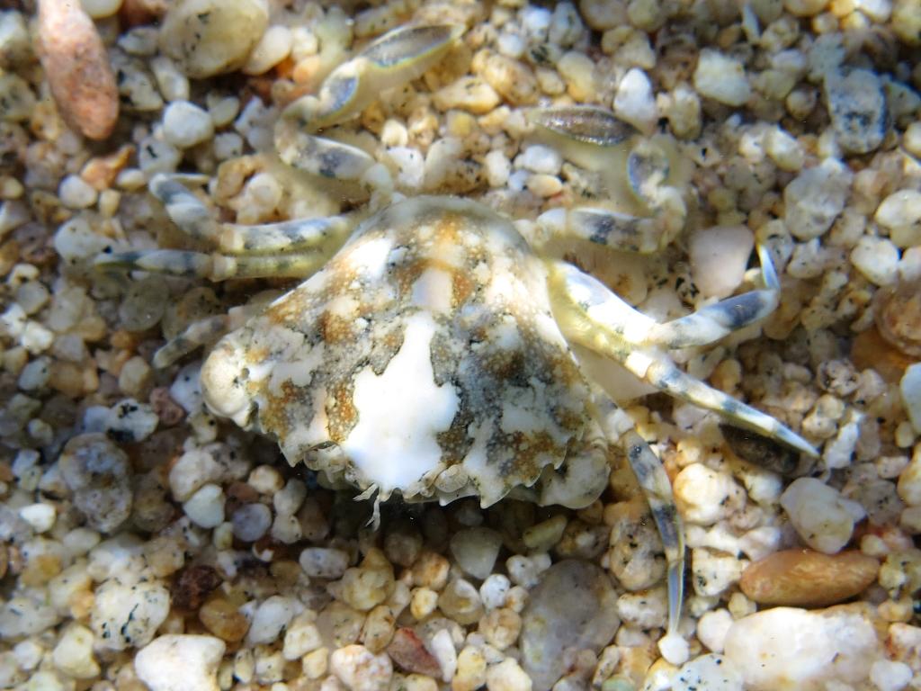 Crabe à identifier (Nord de l'Égée)